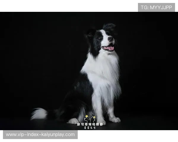 边牧当球童，捡球速度秒杀人类，边牧捡球不带回